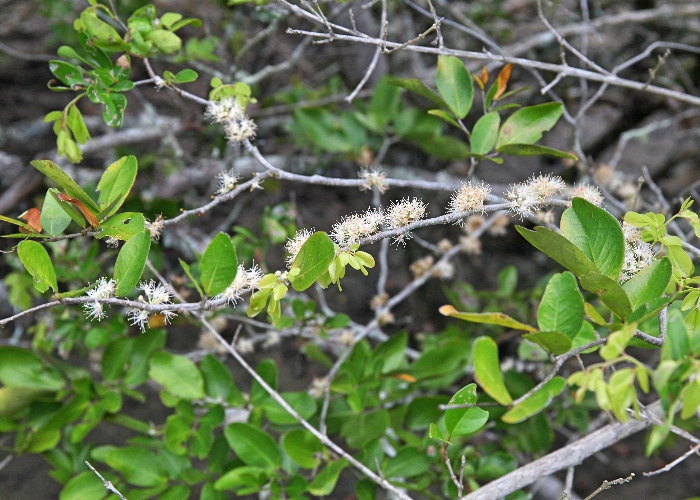 Australian Mangroves Fabaceae